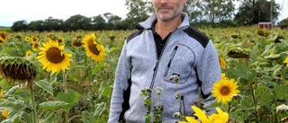 Niklas hjälper insekter att överleva
