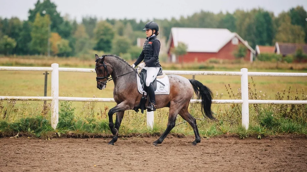 Om Västerljungsekipaget Tilda Nydahl Sund och Dogge Doggelito når semifinalen i januari så gäller det att träna in ett dressyrprogram till musik. "Programmet är redan köpt, det blir rockigt" avslöjar Tilda.