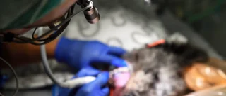 Hundägare dröjde för länge med veterinärbesök