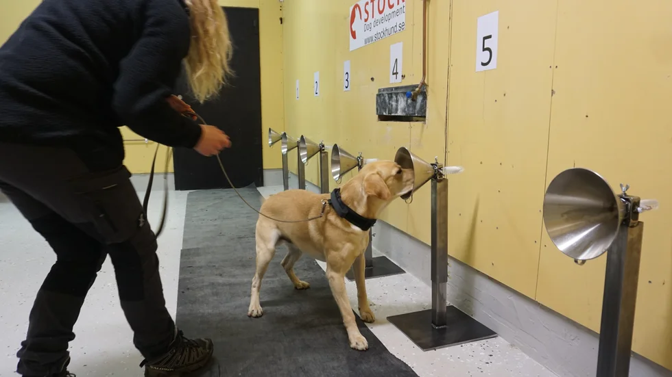 Labradoren Leon med föraren Elin Rosén visar hur det kan gå till när en hund tränas att känna igen och skilja en bestämd lukt från andra lukter.