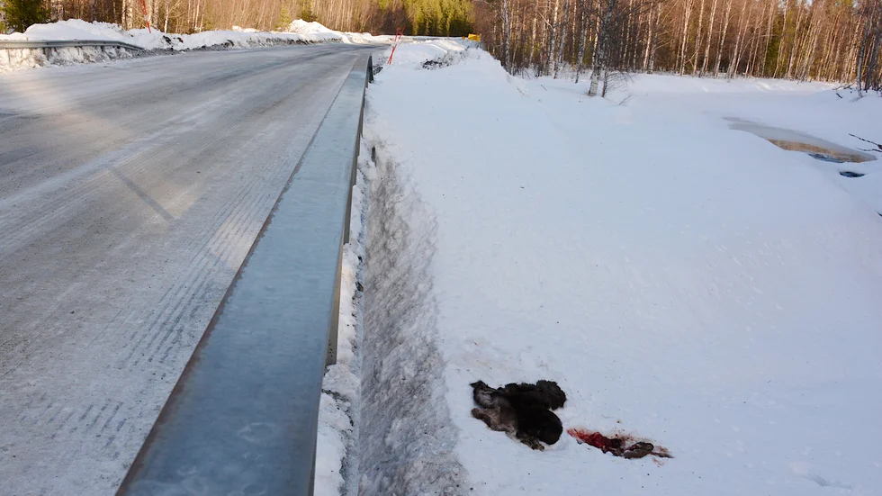 Här inte synlig från broräcket och vägen på grund av den höga snökanten ligger slaktavfallet dumpat. Bron ligger precis vid infarten till Brännberg.