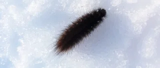 Vad är det här för larv?           
