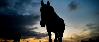 Veterinär använde frätande medel – i livmodern på ett sto