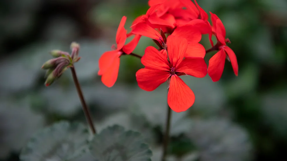 Skribenten är besviken över att någon tog blommorna.