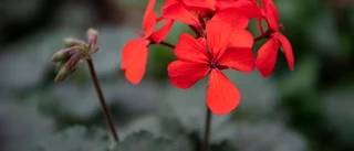 Det blev tomt när blommorna stals