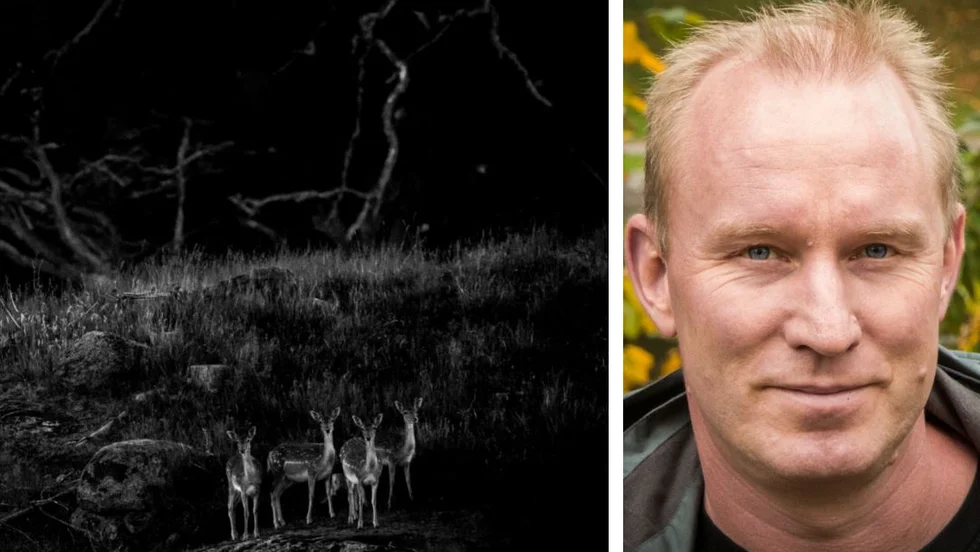 Fyra dovhjortar i ett skogsparti utanför Rimforsa. Det var med den bilden som Linköpingsbon Niklas Storm vann SM-guld.