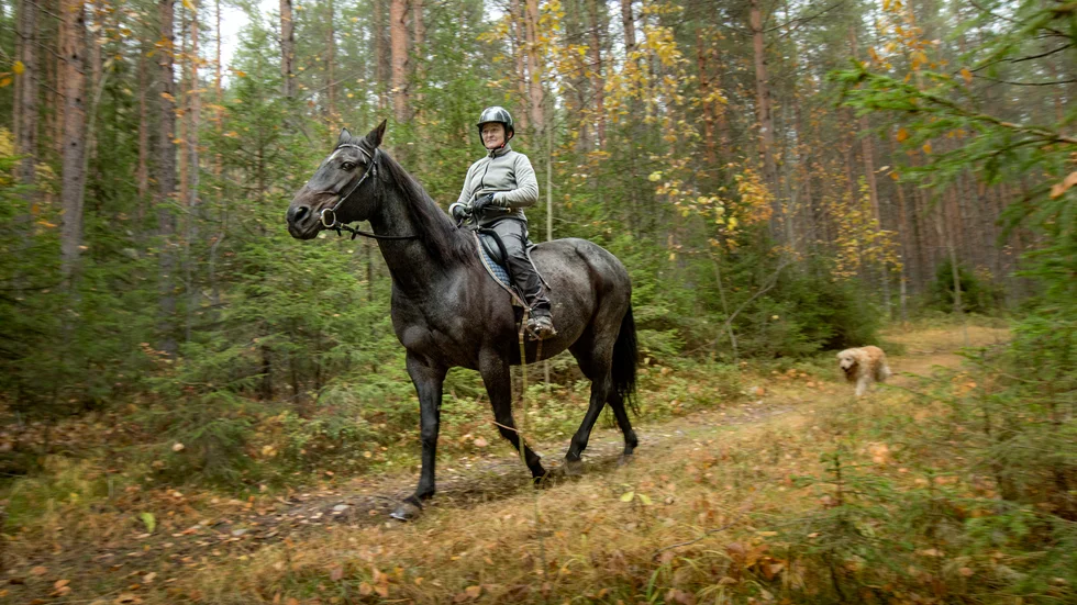 Annika Nyberg arrangerar turer med häst i naturen runt omkring Lillkorsträsk.