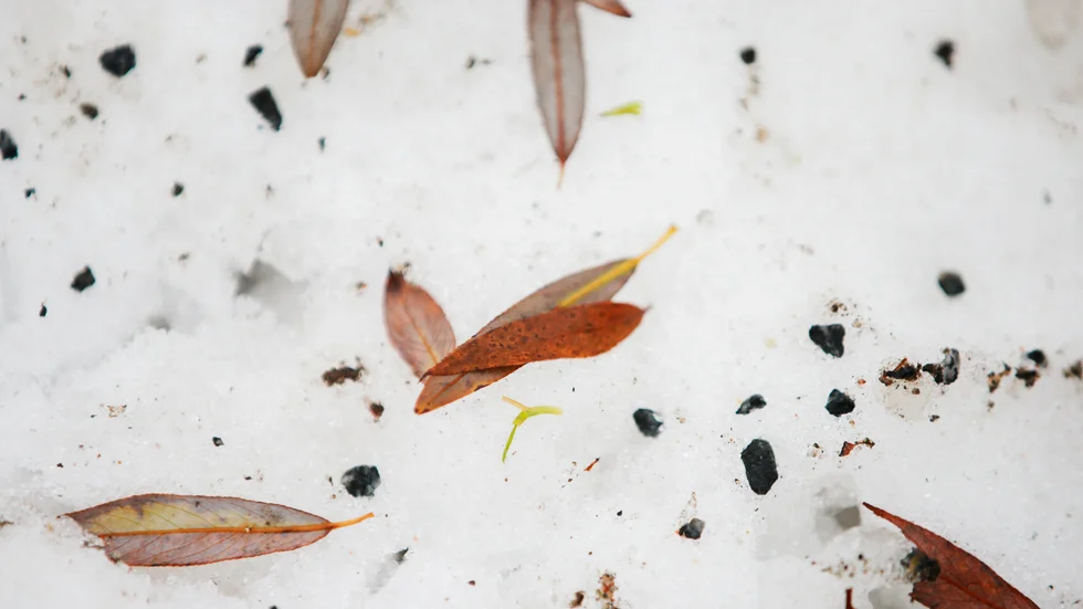 Under 10 minusgrader och vid kusten närmare noll, men vi kan vänta oss lätt snöfall.