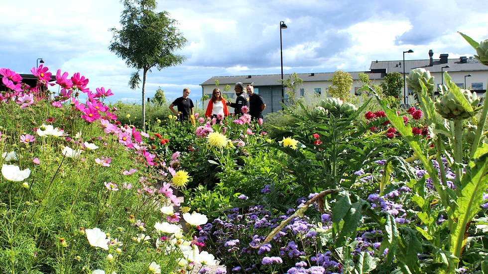 I Drivbänks öppna trädgård kan man ta sig en doftrik och färgglad sensommarpromenad.