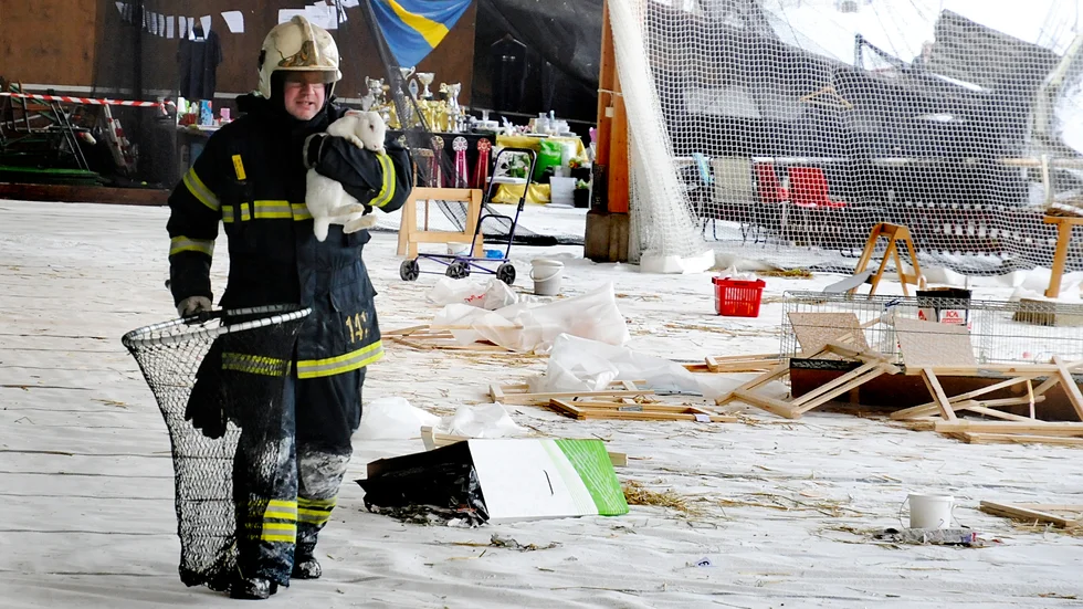 Kaninerna hoppade runt över hela Rosvalla. Brandmän, poliser, kaninägare och frivilliga hjälptes åt att håva in så många som möjligt efter att taket rasat in över utställningen. 