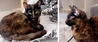 Innekatten Smilla smet ut – hittades efter en månad: "Jag grät"
