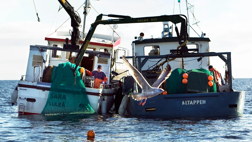 Tillgången på löja har varit god i år. Yrkesfiskarna har dragit ner på antalet fiskadagar och vädret har ställt till det men ändå nådde fiskarna nästan sitt tak.