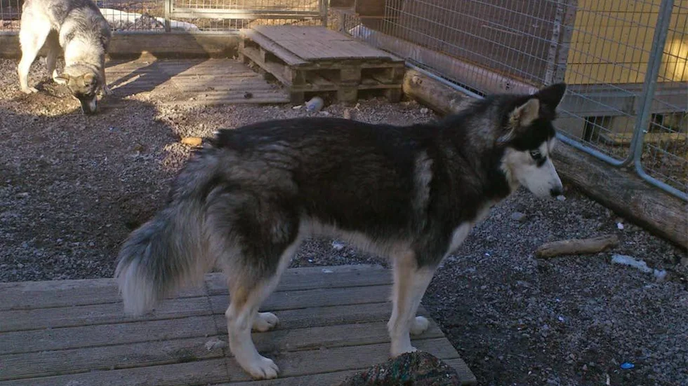 Här står Roxy och funderar på om hon ska rymma igen.