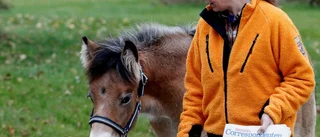 Föl adopterades av vallack