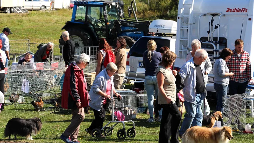 Marknadsnöje. Hundratals besökare valde att ta hunden med sig till kreatursvallen.