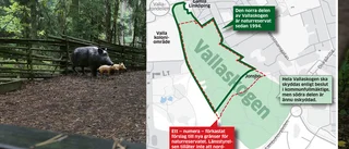 Vallaskogens uteblivna skydd oroar