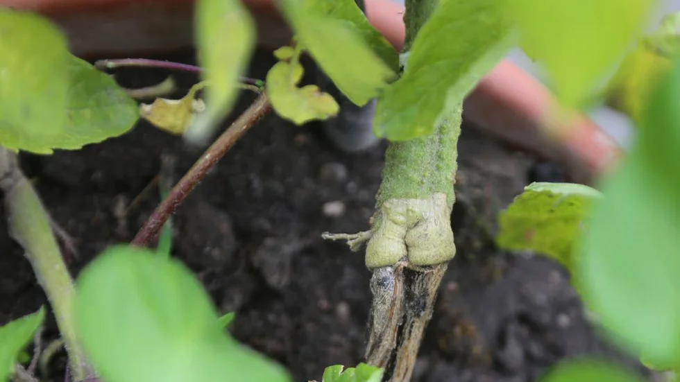 Ympning. Här är själva ympningsstället. Tomatplanta på en potatisstam.