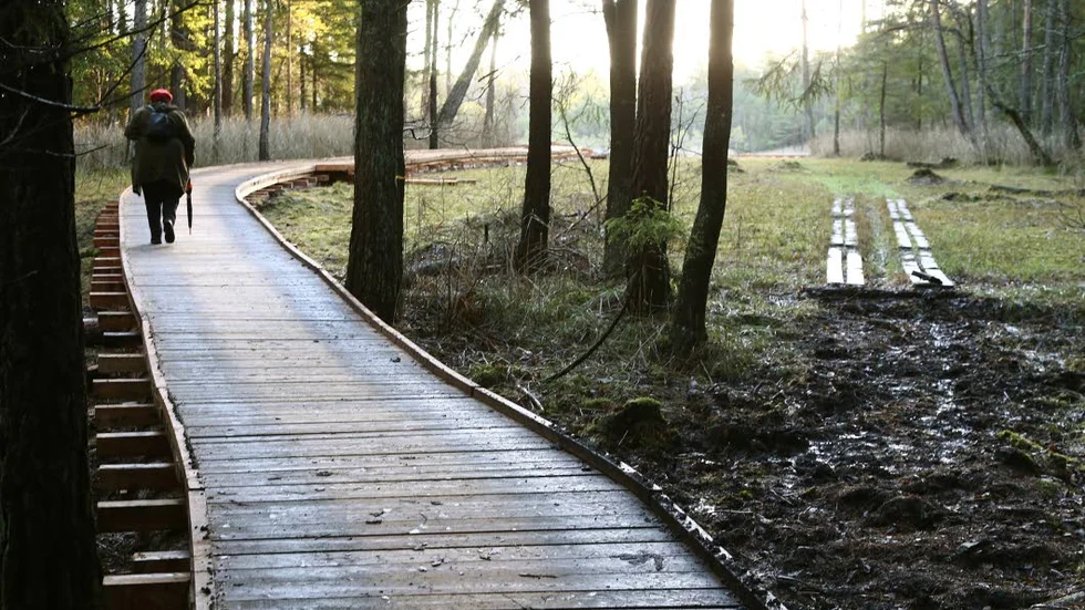 Ökad tillgänglighet. en bred spång gör det lättare att komma ut på kärrplanet i Kärna mosse. Samtidigt försvinner öppen orkidémark.