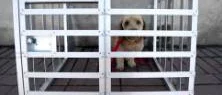 Bodenkvinna höll hund instängd i en bur inomhus