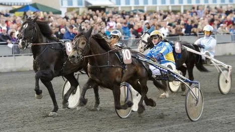 Här säkrars segerkransen. Per Gustafsson och hästen Farmfurir spurtar till seger i kallblodsloppet i V75-6.