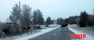 När jägarna sover...