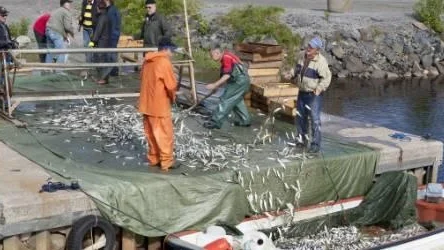 Här skakas måndagsnattens strömmingsfångst ur skötarna i båthamnen i Kallax. 750 kilo prima lekmogen strömming säkrar årets produktion av Grand Kallax surströmming.FOTO: Göran Ström