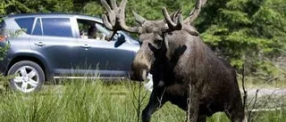 Fler anmäler viltolyckor