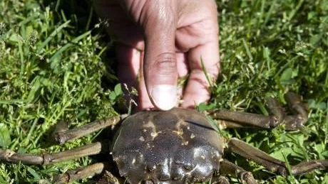 Den här krabban hittade familjen Wouopios vid Björkön tidigare i sommar. Det var troligast en kinesisk ullhandskrabba.