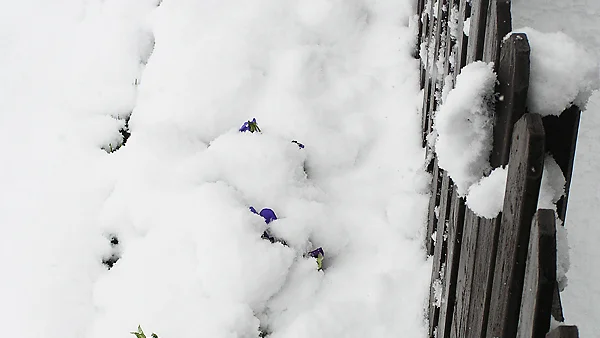 Penséerna vilar under snön. Foto: Birger Stålnacke, Kiruna