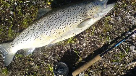 Staffan Lundström gissade att öringen han dragit upp i Kirunafjällen vägde runt fyra kilo , men vågen stannade på hela 5 130 gram. Den är därmed tävlingens största öring hittills.