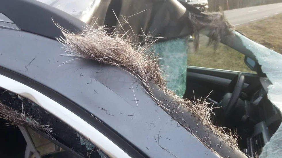ERKHEIKKI/PAJALA. Älgen studsade av bilen men krossade vindrutan.