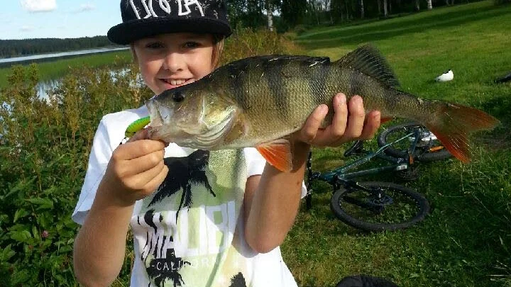 Grann harr. Den fångade ivrige fiskaren Jakob Halleman, Boden , när han fiskade i Suobbat. Harren vägde 850 gram och var 49 cm lång.