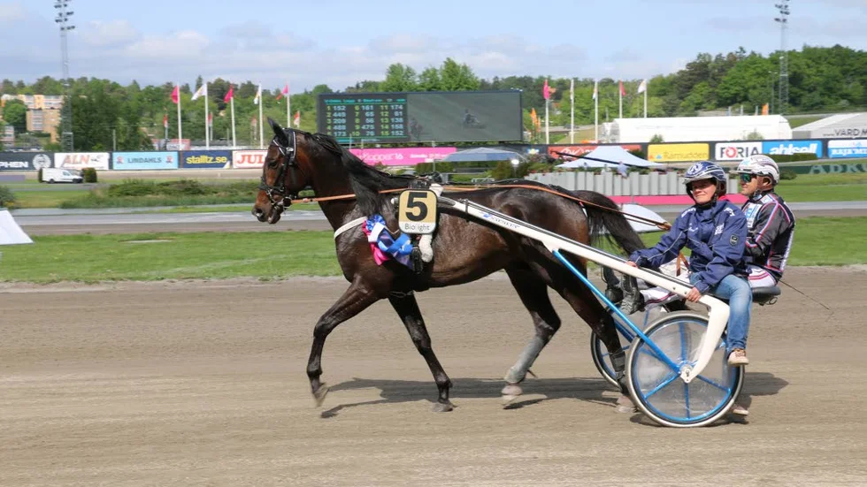 på miljonjakt. Älvsbyhästen Makethemark, tränad av 
Bodentränaren Petri Salmela och körd av landets mest vinstrike kusk, Ulf Ohlsson, hoppas kunna springa in 
storkovan vid V75-tävlingarna i Örebro under lördagen.