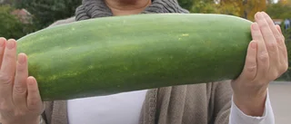 Monstergurka i Ödeshög