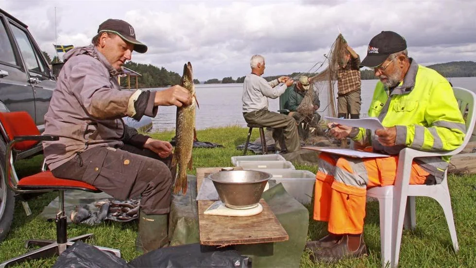 Carl-Johan Månsson t v och Jan Gustafsson mäter och väger mäter och väger varje fisk. I bakgrunden tömmer Yvonne Nilsson och Allan Karlsson ett av sammanlagt 128 bottennät.