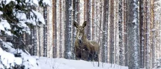 Grov organiserad tjuvjakt