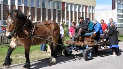 Jubileumsdagen firades med en åktur med ardennerhästen Salve. Bakom tömmarna Olav Köhler.FOTO: Marie Ridderström