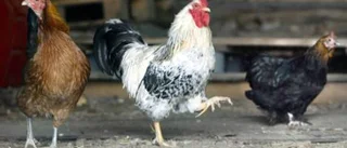Självklart - här är äggen färska