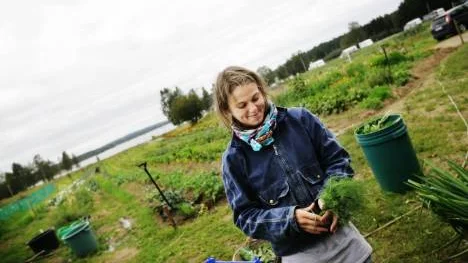 Josefine Höijer har kommit från Norrköping för att studera Ekoringens odlingar. Hon vill starta något liknande hemmavid. Här gör hon i ordning dillknippen till grönsakslådor som ska levereras till några fasta kunder.FOTO: Maria Ekman