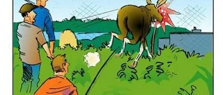 Fisketuren slutade med älgfångst