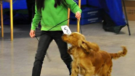 Liv Aspebo med cocker spanieln Tim. FOTO: Maria Ödalen