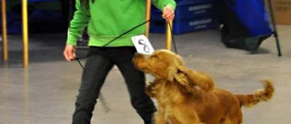 Gällivarehelg i hundars tecken