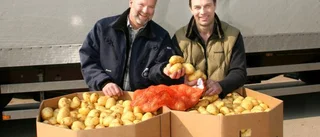 Potatisodlare i länet går samman