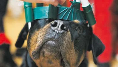 Det var nog inte så ljus idé att ställa upp som Lucia. Rottweilern Nellys krona ramlade av några gånger när lucian var på jakt efter hundgodis.