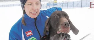 Ask - en hundraprocentig vinnare på draghunds-SM
