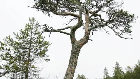 Naturvårdsverket och Norra Skogsägarna är inte helt överens om hur mycket skog som är skyddad i naturreservat - och hur mycket som ska skyddas.foto: kurt engström