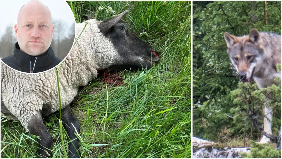Djurenhetschefen Fredrik Ustrup på Länsstyrelsen i Kalmar berättar hur dagsläget ser ut med vargen.