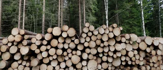 Vi måste sluta förstöra de sista riktiga skogarna