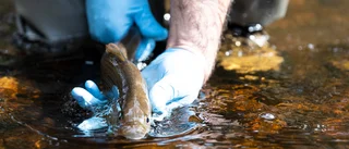 Mysteriet i Vättern: Vad händer med den unika fisken?