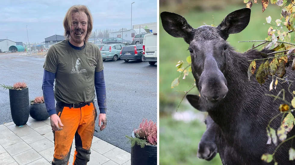 Robert Bjärnlid försökte mota bort tre älgar inne på ett industriområde i Hackefors i tisdags. Då gick älgkon till angrepp. (Bilden till höger är tagen i ett annat sammanhang.) 